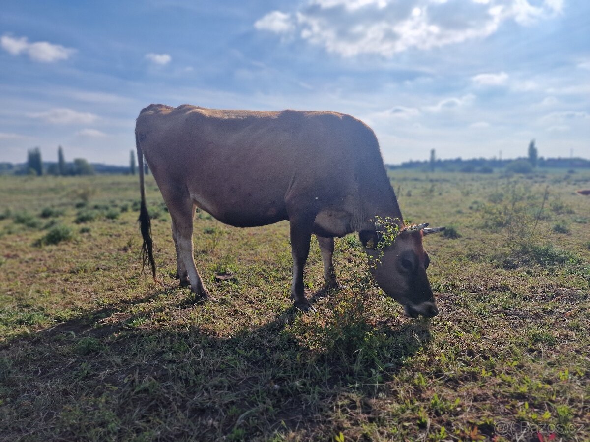 Prodáme březí krávy - 11