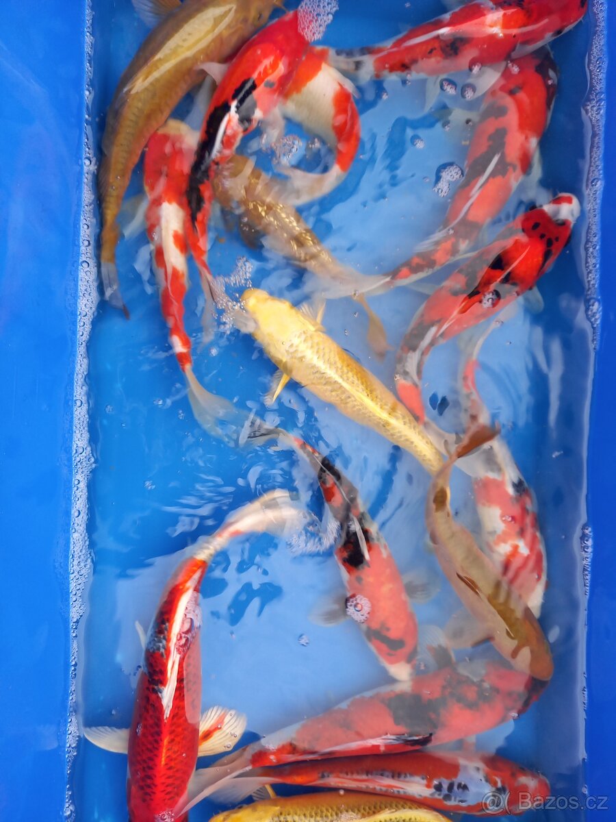 Koi kapr originál - 11