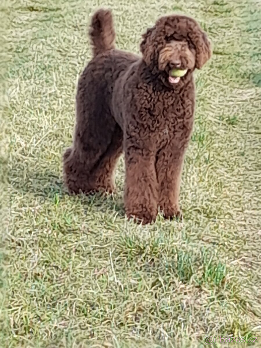 Pudl velký ( královský) štěňata bez pp - 11