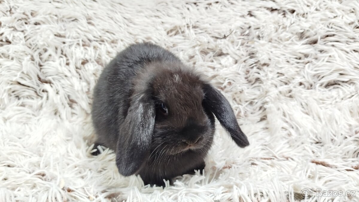 Zakrslý beránek, králíček, králík - BIBI - 11