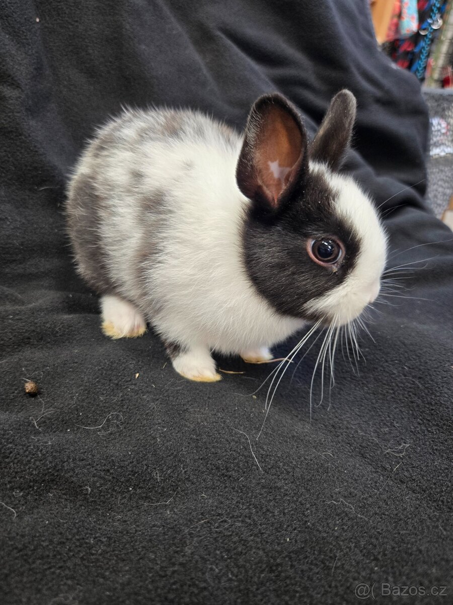 Mláďata zakrslých králíků - 11