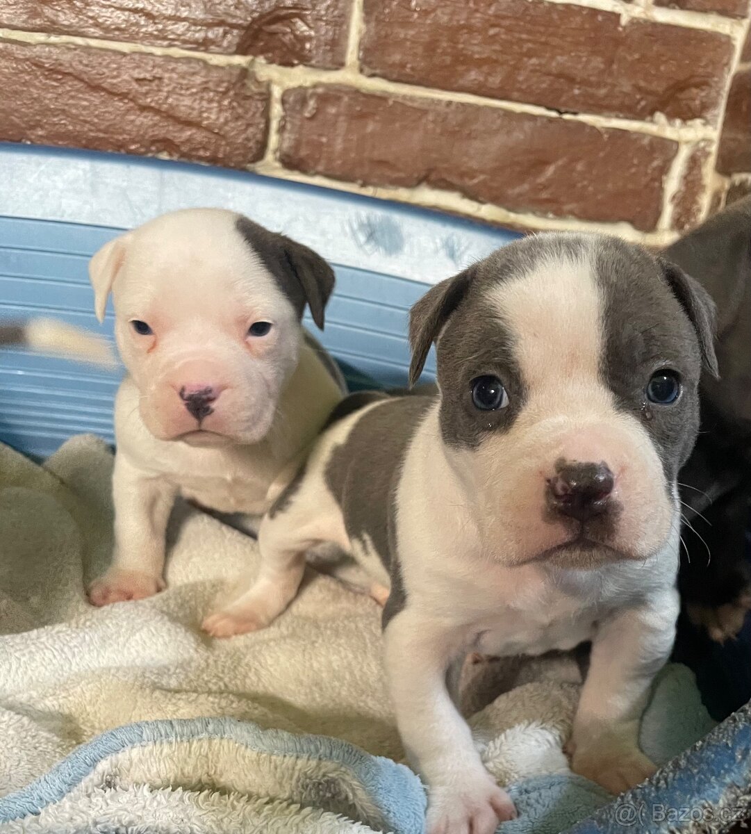 Americký stafordšírsky teriér - 11