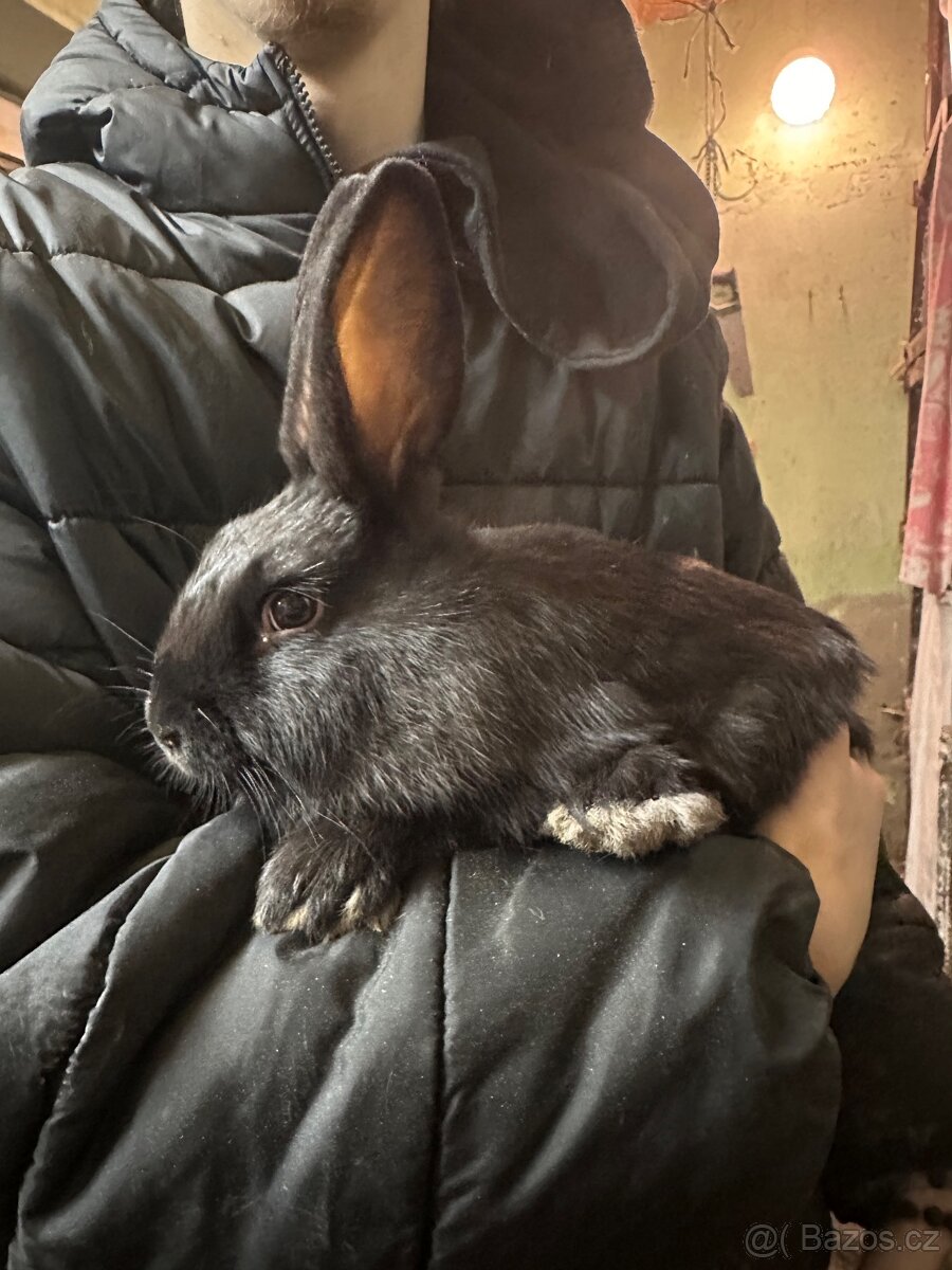 Samci králíka // samec králík - 11