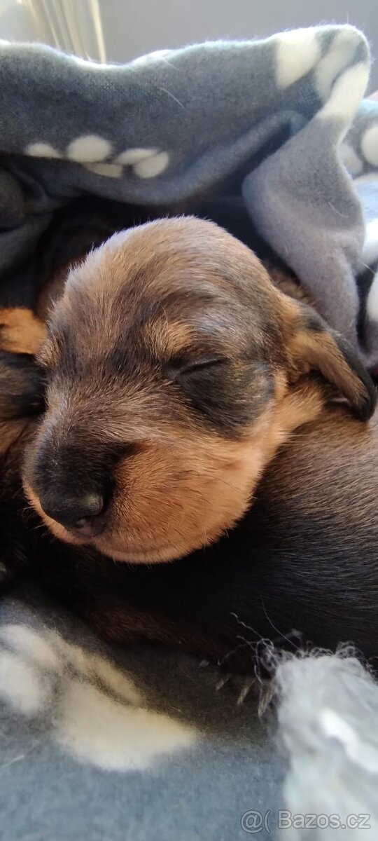 Jezevčík drsnosrstý - 11