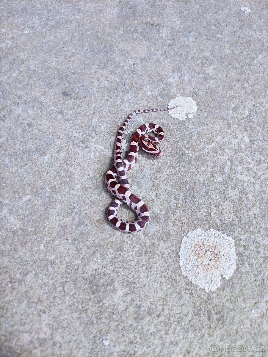užovka červená, terárium - 11
