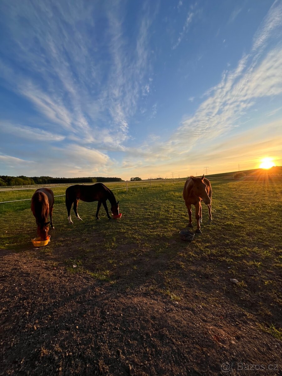 Pastevní ustájení v klidné rodinné stáji od JARA - 11