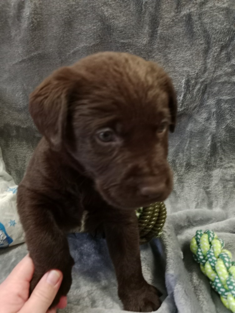 Labradorský retriever s PP tmavě hnědé barvy - 11