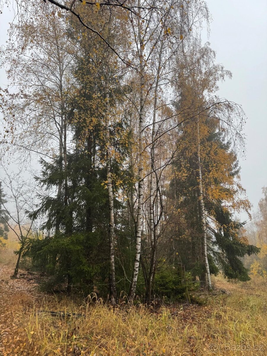 Prodej lesních pozemků k.ú. Úboč - 11