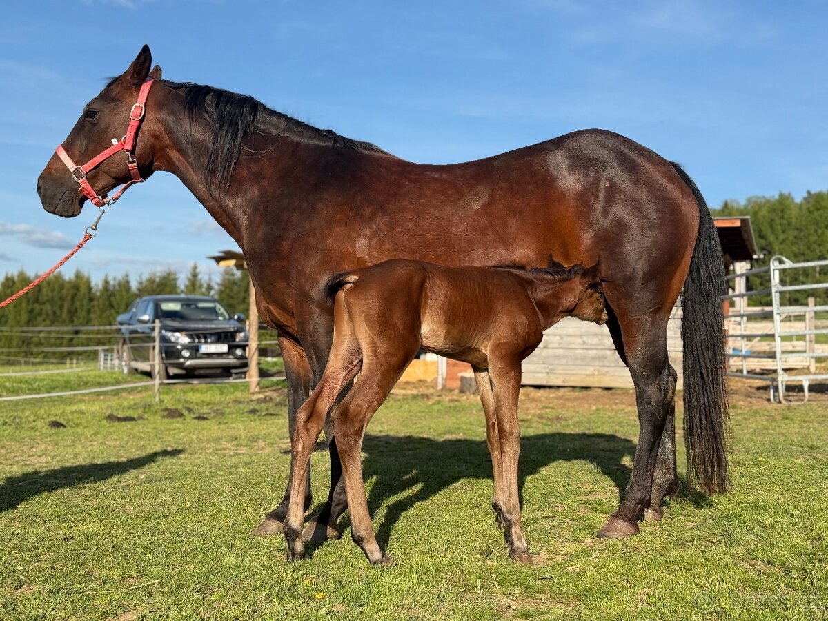 AQH hřebeček JoJo - 11