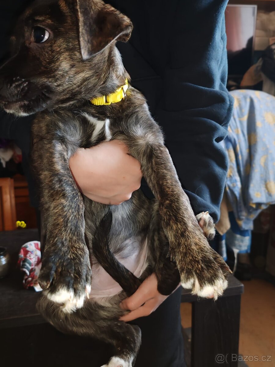 Štenata kříženci - 11