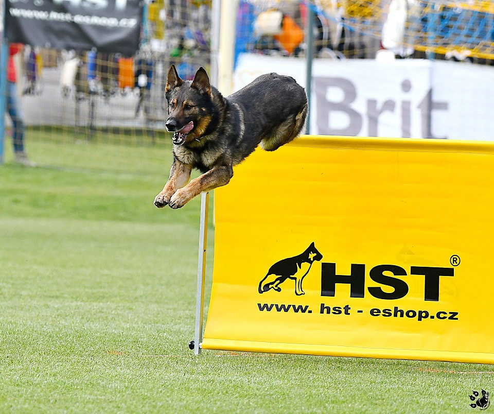 Německý ovčák štěnata s PP - 11