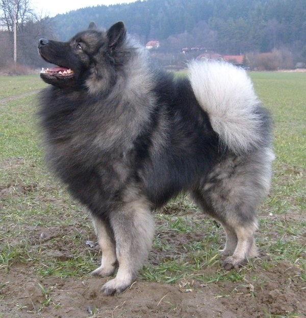 Německý špic vlčí prodám štěňata s PP - hlídač a společník - 11