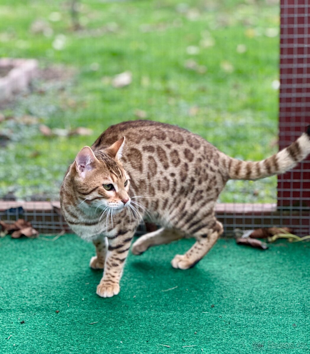 Bengálská kočka s PP - 11