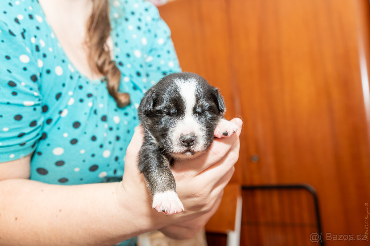 Border kolie s PP: - 11