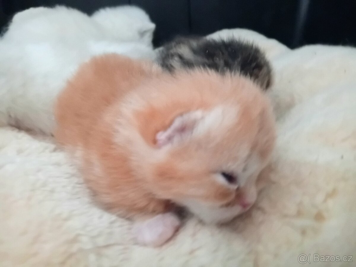 Britská koťátka s PP - 11