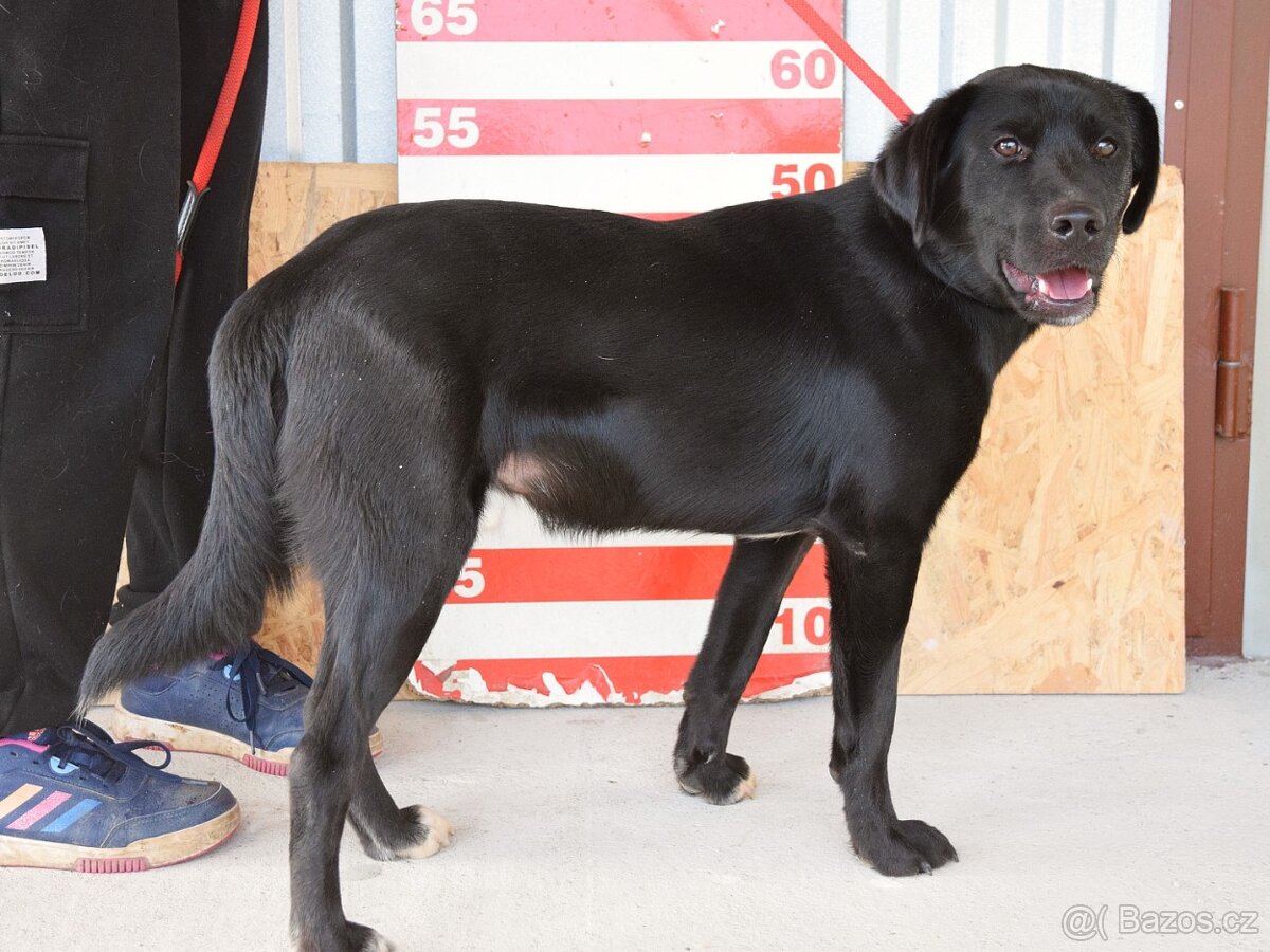 đź’“ Ducan – krásnĂ˝ ÄŤernĂ˝ bojovnĂk s velkĂ˝m srdcem - 11