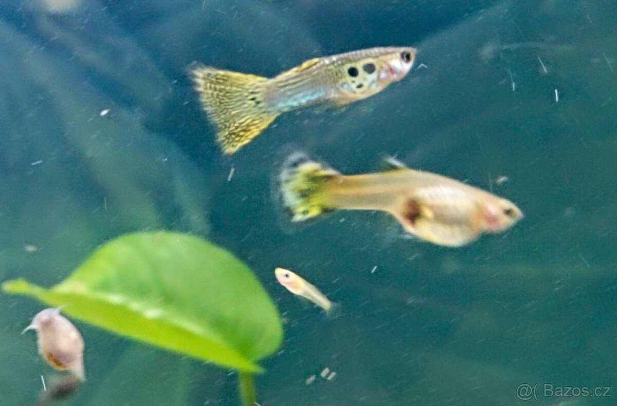 Paví očka Guppky Prachaticko - 11