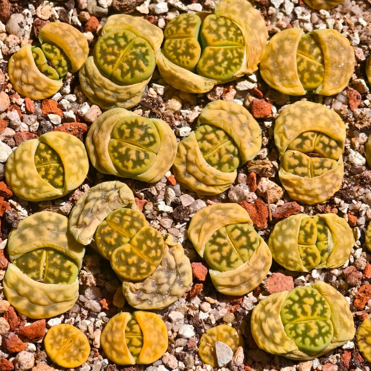 Lithops a Conophytum - 11