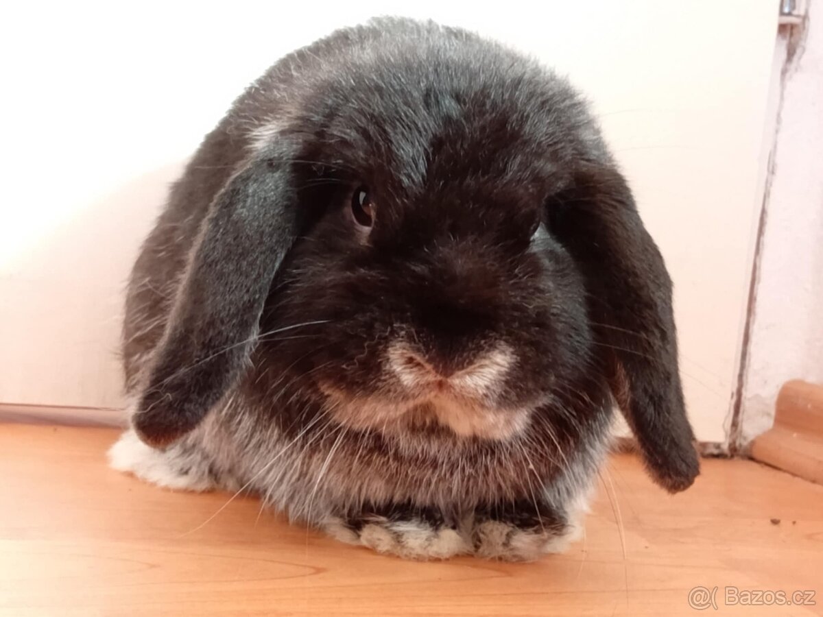 Volný Sameček - Anglický Zakrslý Beránek MiniLop🍑🧡🤍 - 11