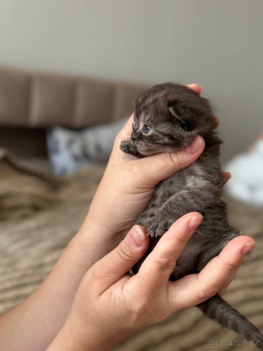 Britské koťátka whiskas - 11