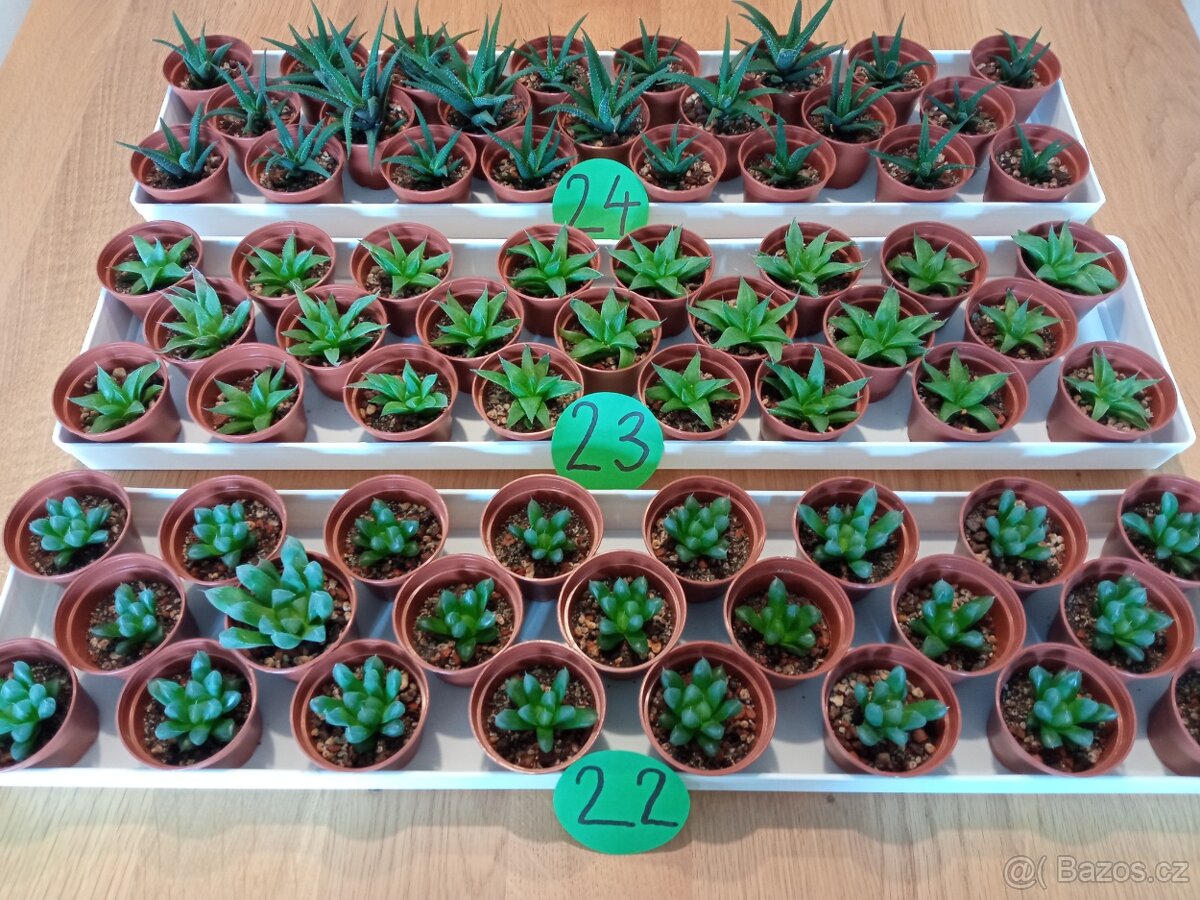 Kaktusy a sukulenty 30 Kč za kus - 11