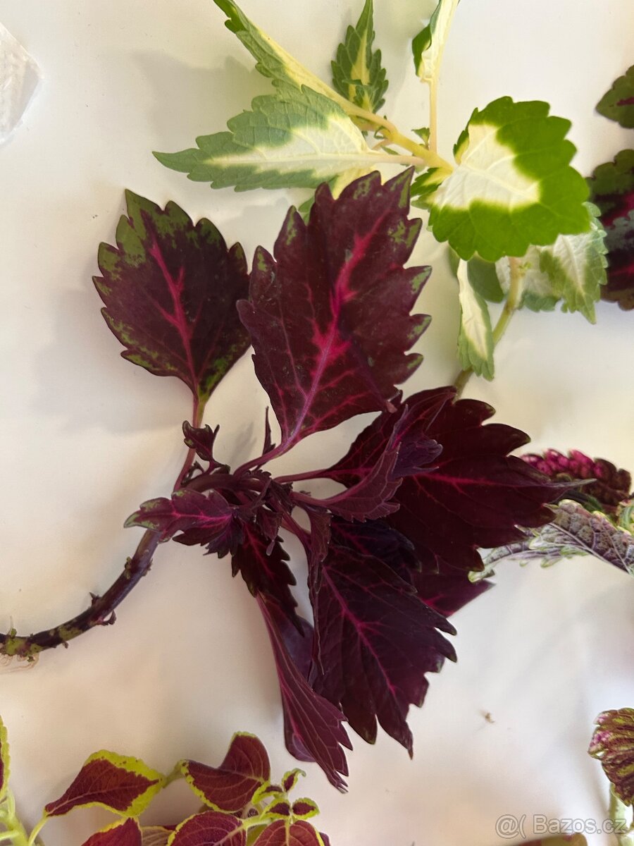 Africke koprivy, hosty, trvalky - 11