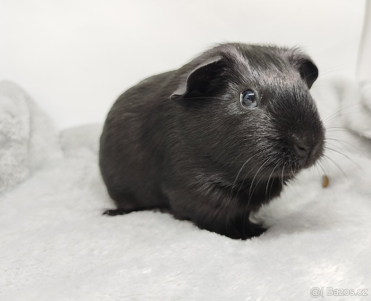 Morče, Morčata, Morčátko, Morčátka - JIN A JANG - 11