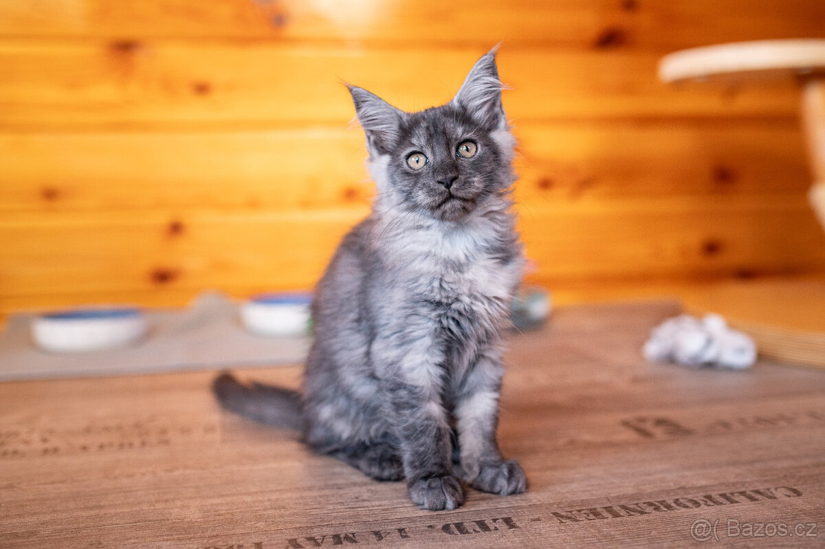 Mainská mývalí koťátka s PP - 11