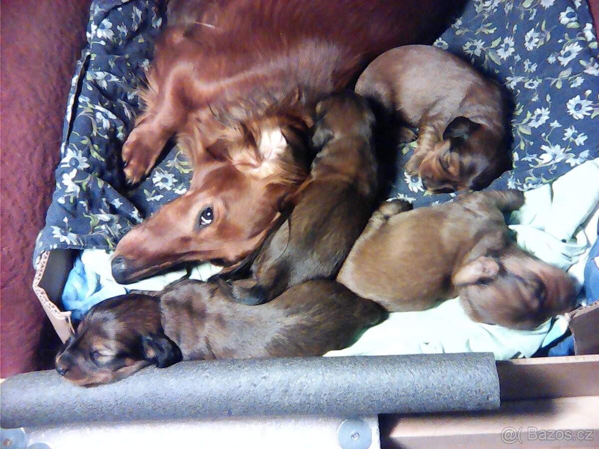 Prodám štěňátka jezevčíka dlouhosrstého standard - 11