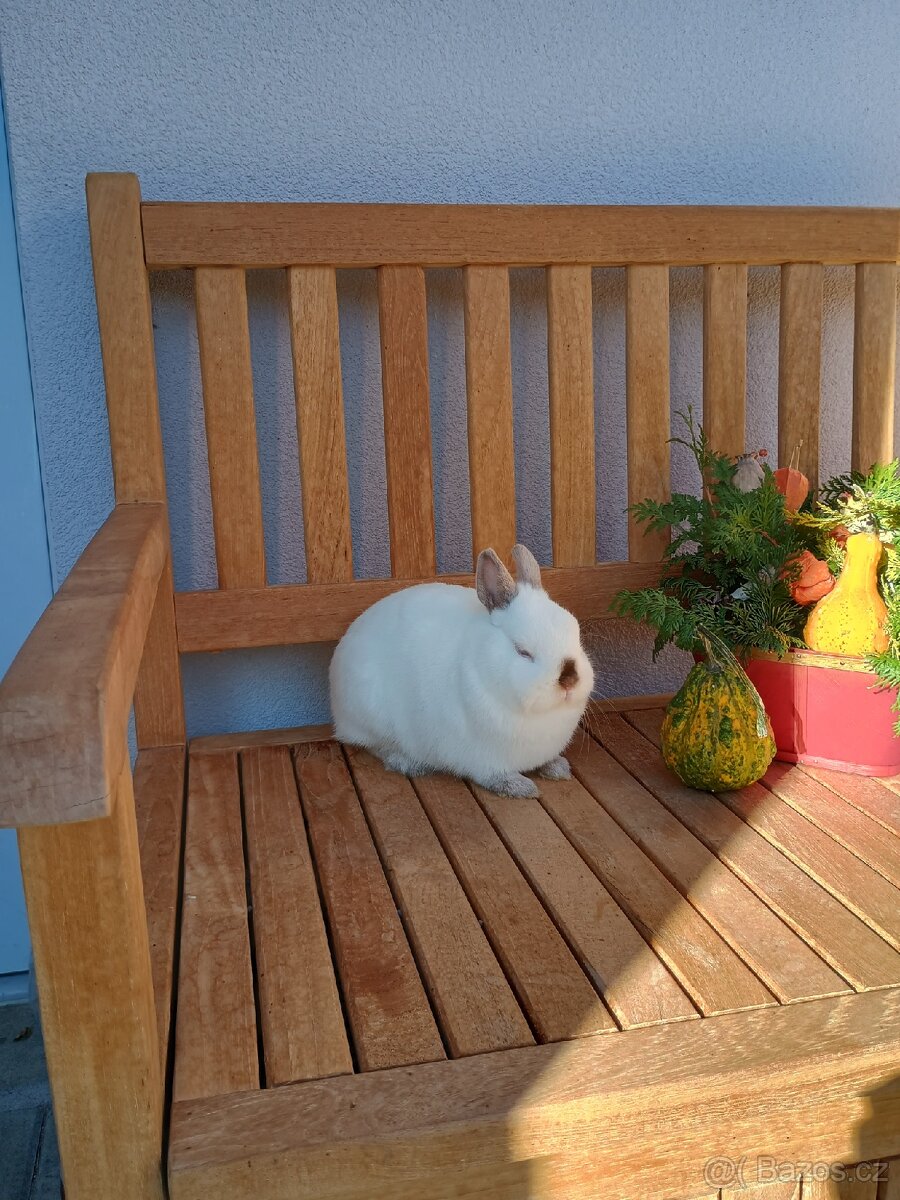 Zakrslá samička siam - 11