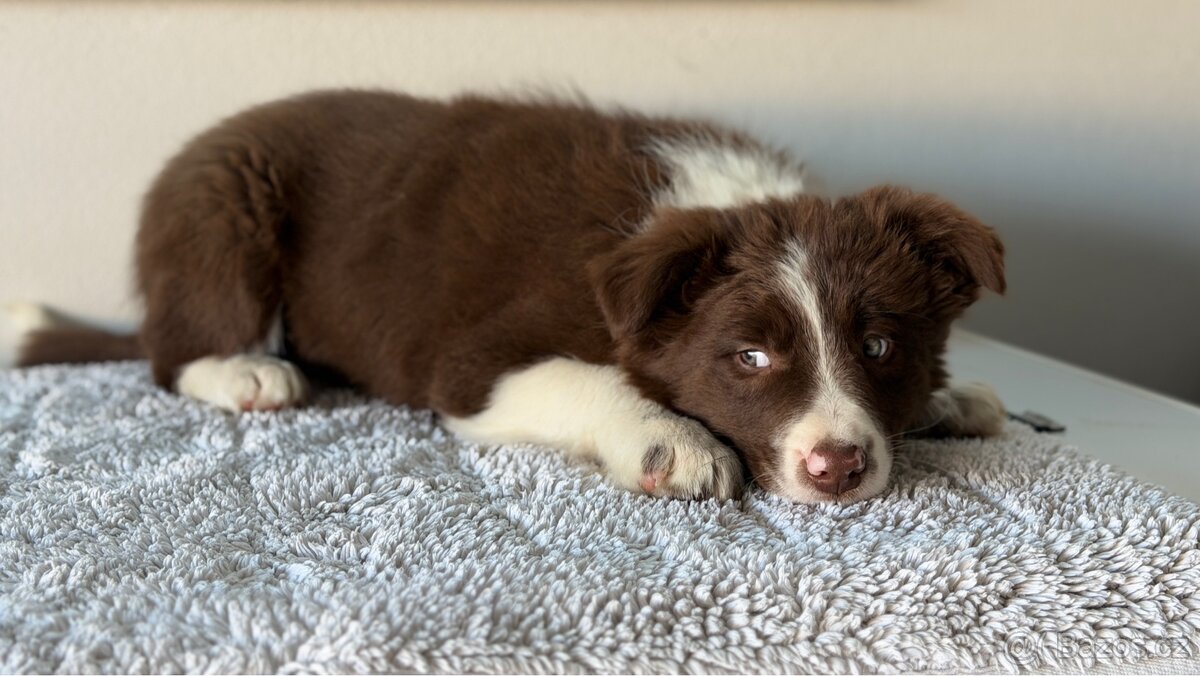 Štěňátko border kolie - 11