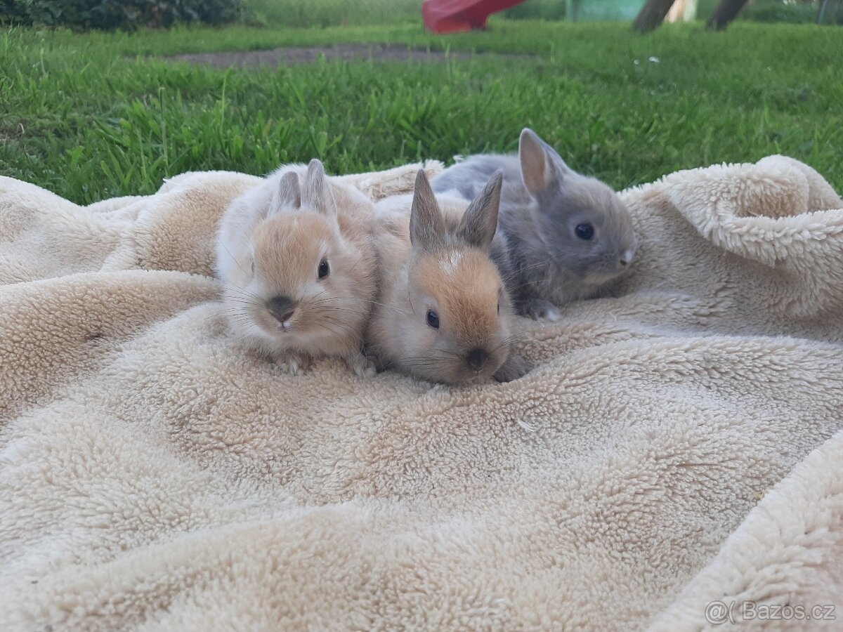 Kraličci zakrslí - 11