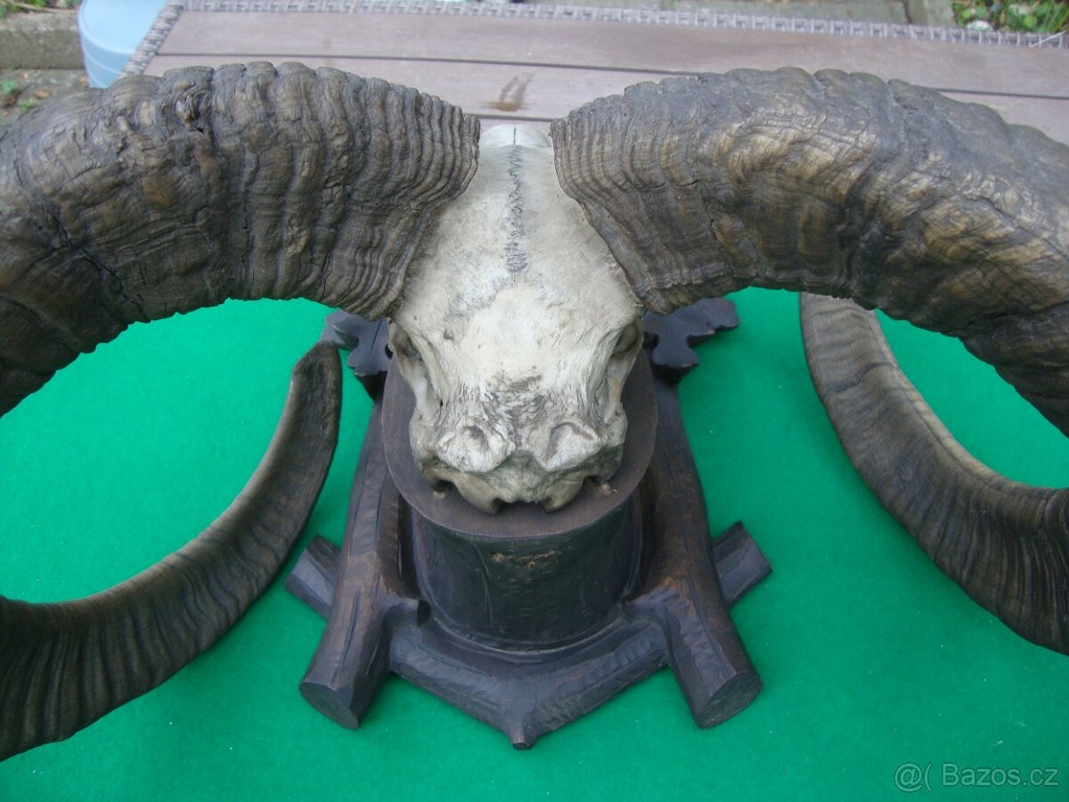 Starožitná Mufloní trofej Muflon 1912 medailové rozměry top - 11