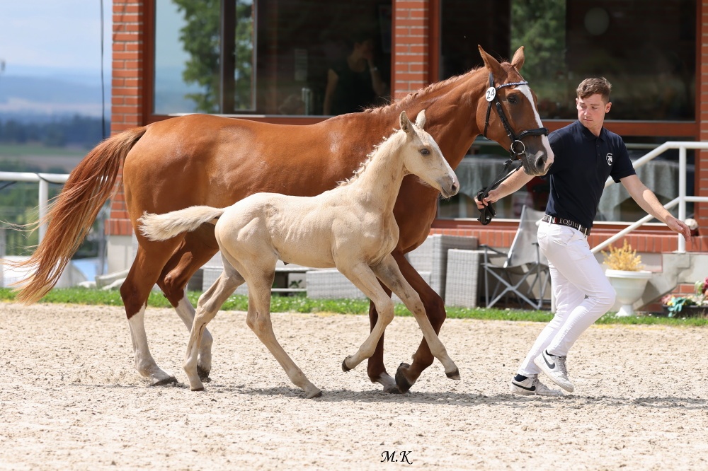 Stáj Zámek Ellischau - luxusní hřebeček CS r.2025 - 11