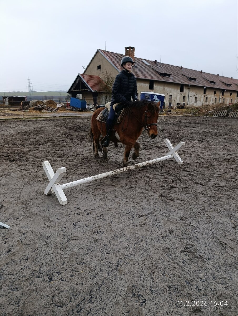 Pony valach 13 let cca 130cm - 11