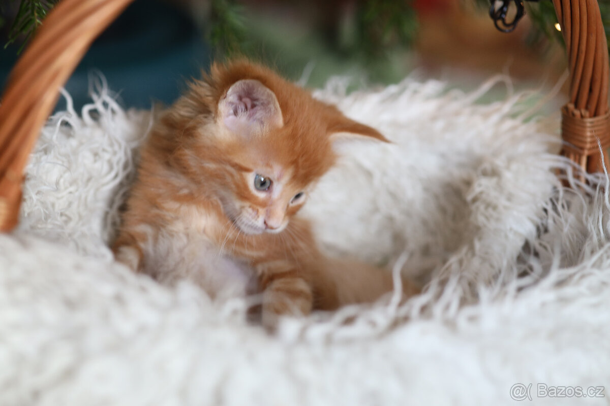 Mainská mývalí s PP - 11