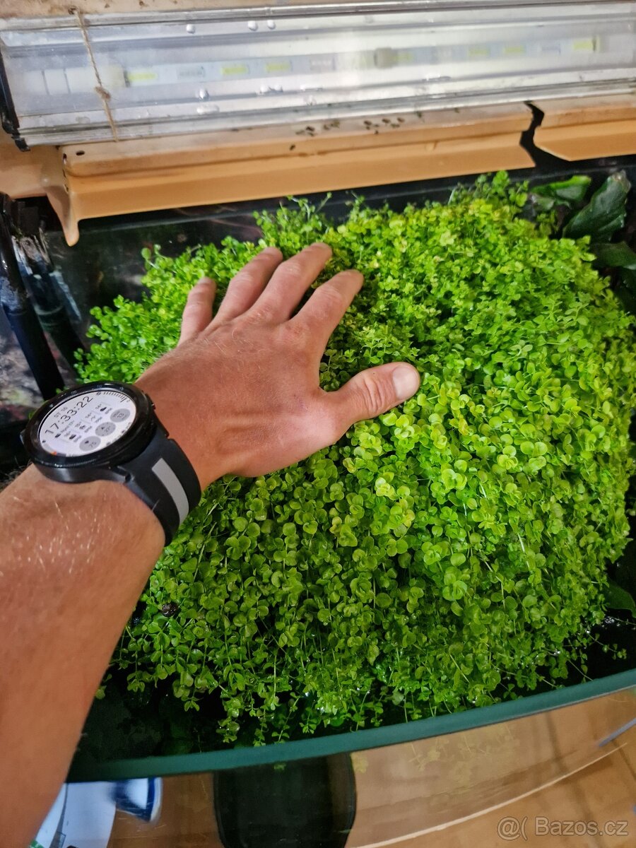 Čerstvé akvarijní rostliny - 11