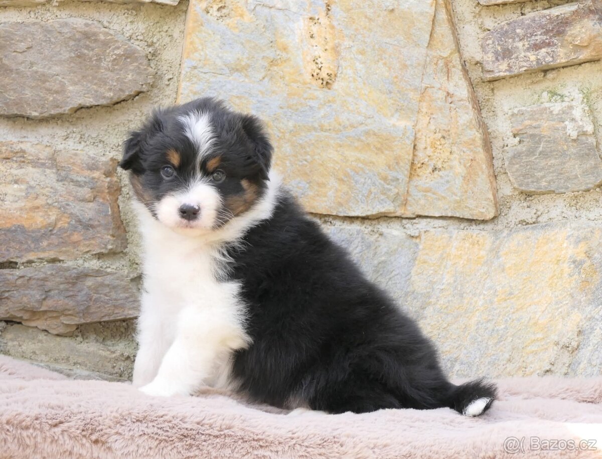 Australský ovčák s PP - 11