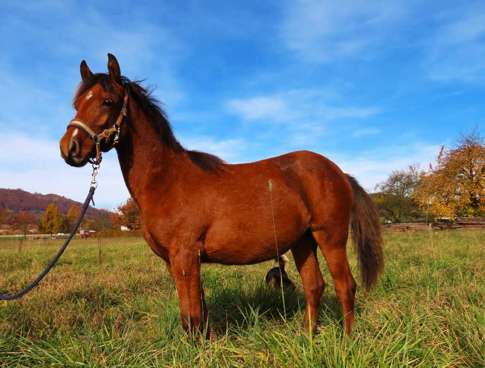 Roční klisnička na prodej - 11