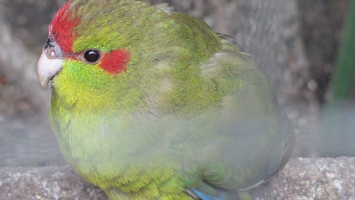 Kakariki rudočelé, - 11