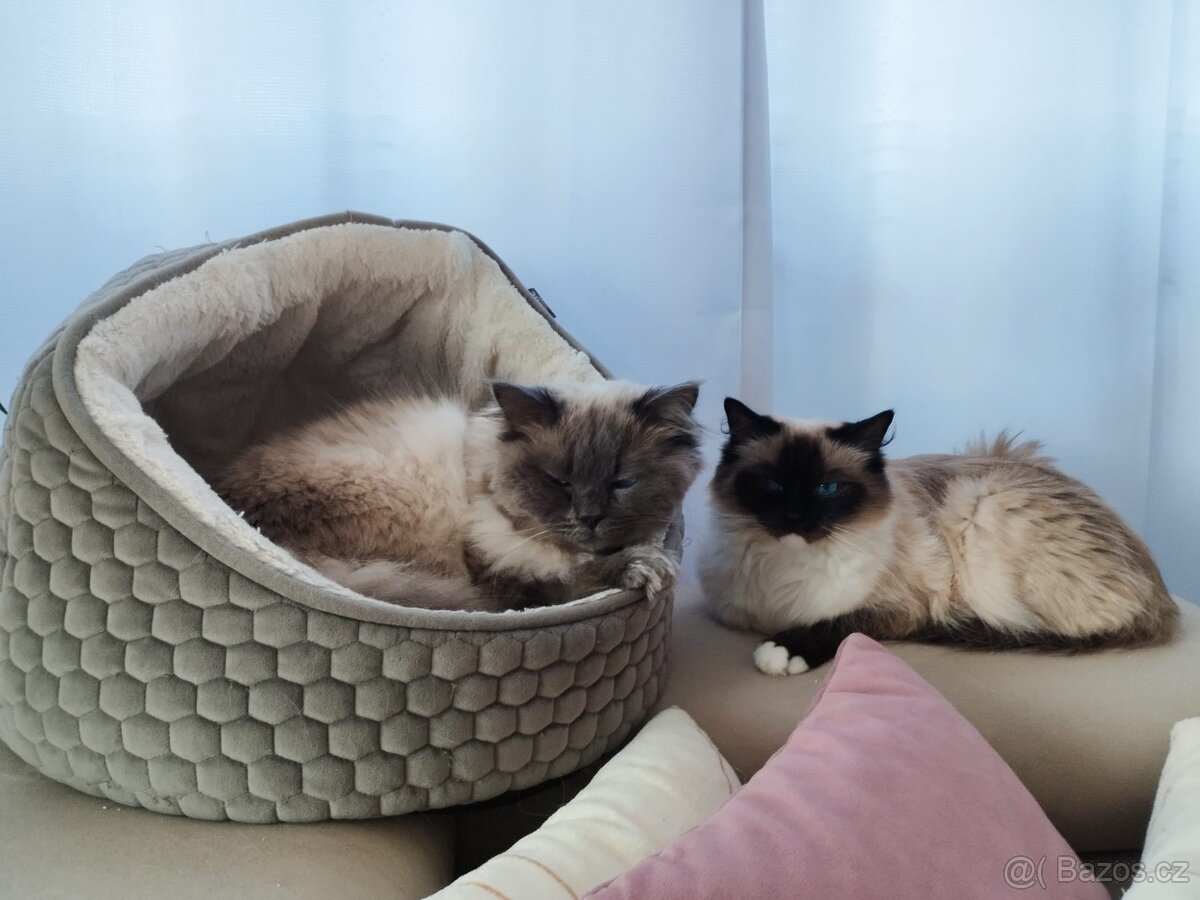 Nabízím kocoura Ragdoll ke krytí - 11