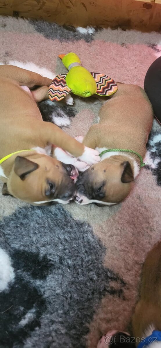 Americký stafordšírský teriér s PP - 11