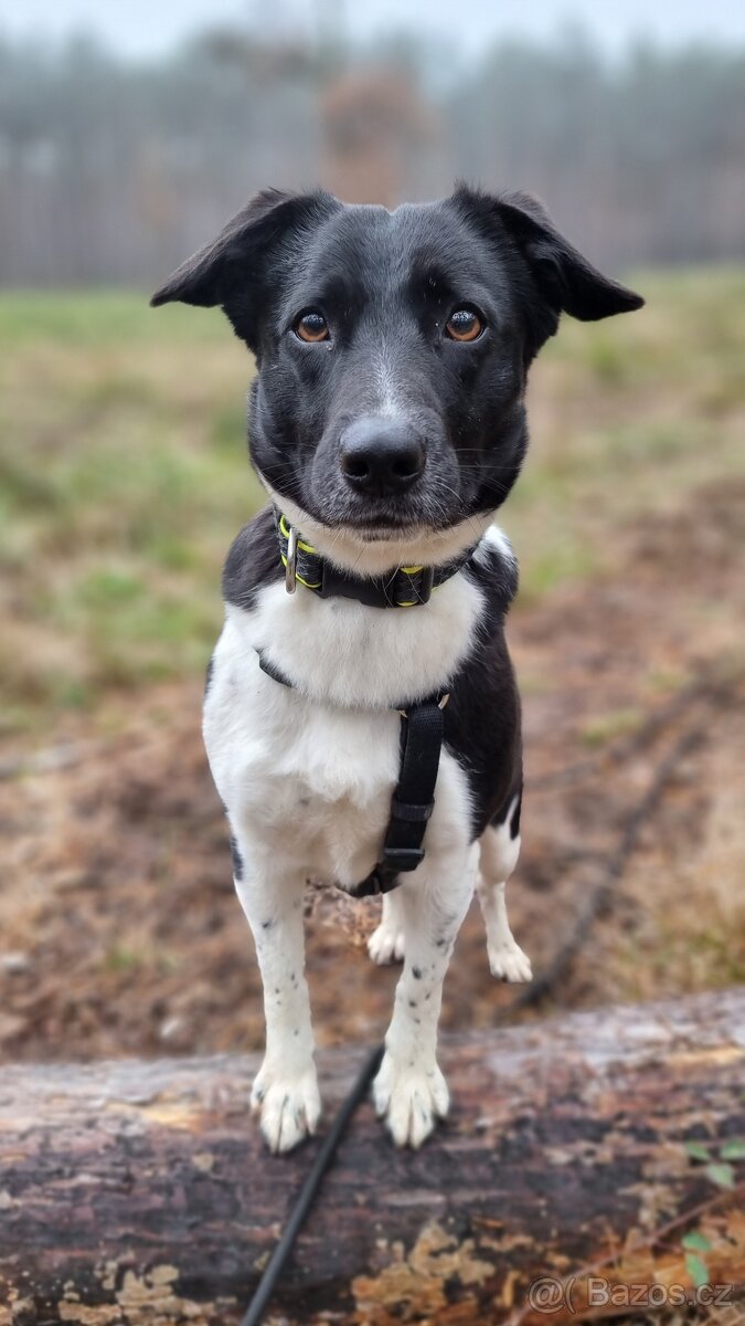 ARIELL K ADOPCI - přátelský vděčný mazel - 11