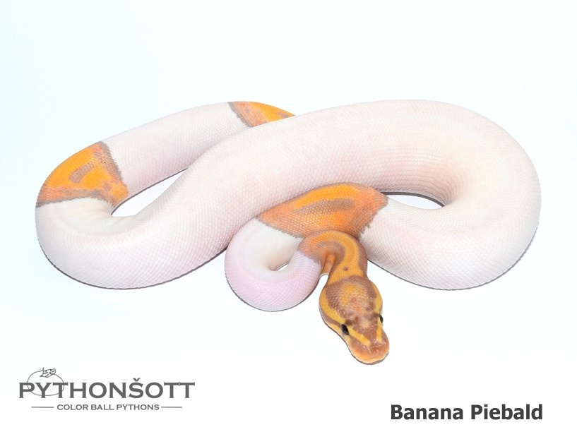 AKTUALIZOVANÁ NABÍDKA MLÁĎAT KRAJTY KRÁLOVSKÉ - 11