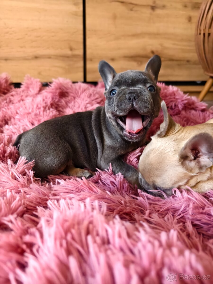Francouzský buldoček štěňátka - 11