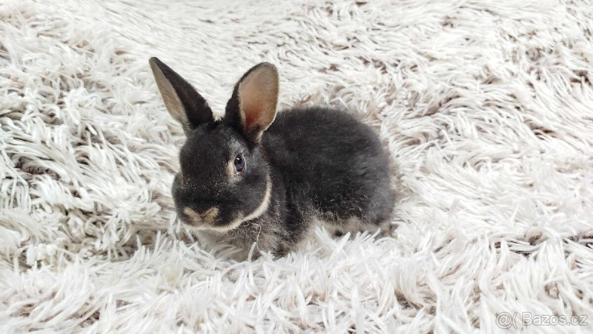 Zakrslý králík, králíček -(REX)-DAISY - 11