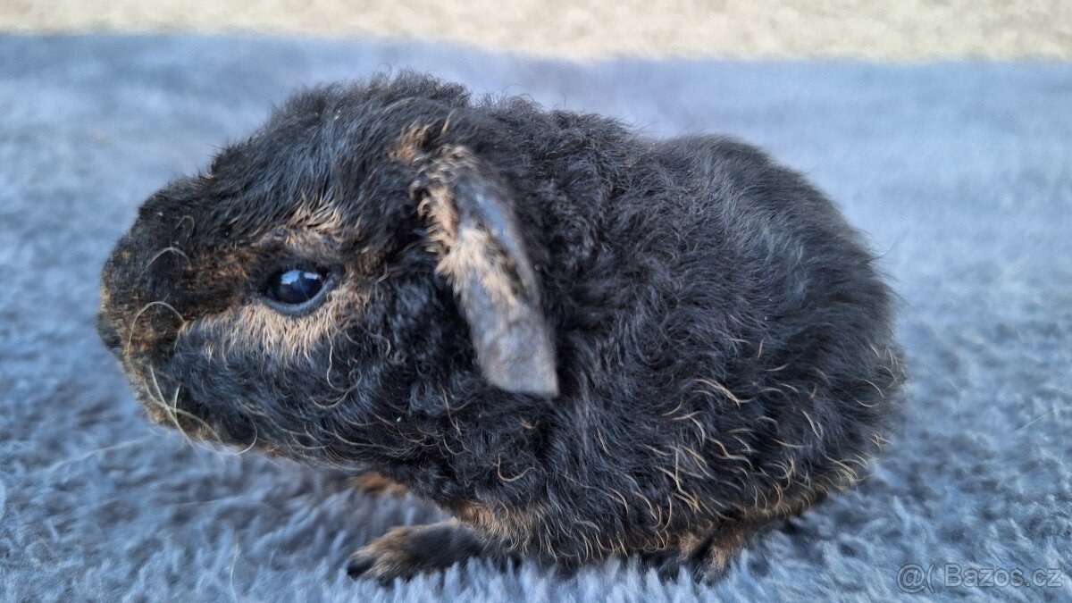 morče US teddy - 11