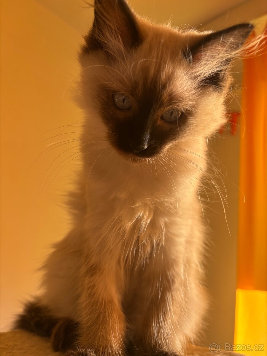 Koťátka Ragdoll - 11