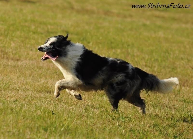 Hledáme ženicha - border kolie - 11