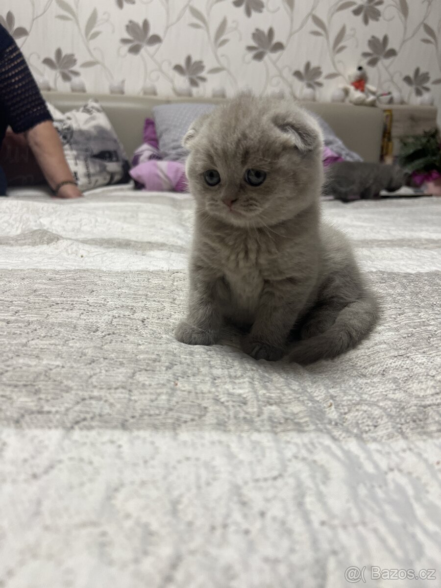 Skotská klapoucha kotatka - 11